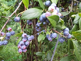 b0073322_14371847.jpg