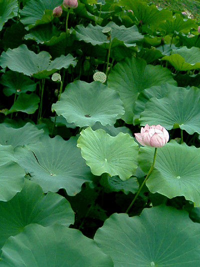 a0206332_6234134.gif