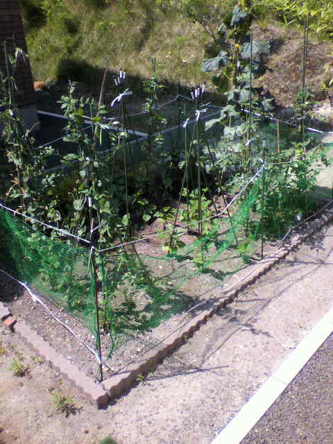 a0116836_14384564.jpg