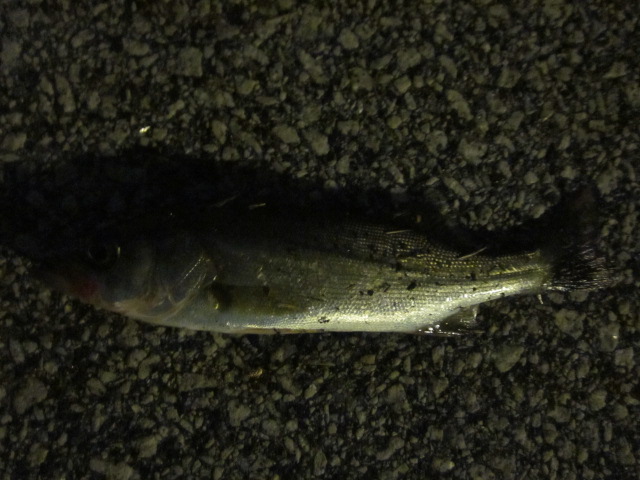 a0120264_13455496.jpg