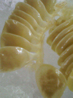 f0088569_950249.jpg