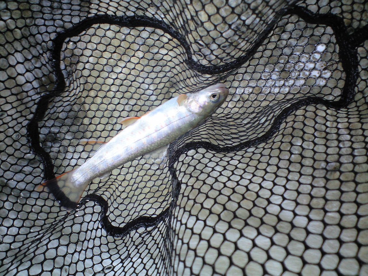 a0093677_1514515.jpg