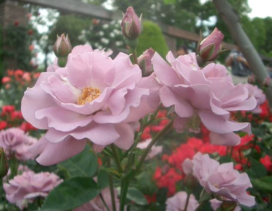 f0201297_10424638.jpg