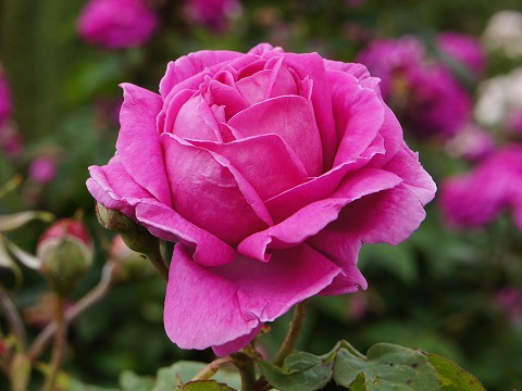 a0117305_22495040.jpg