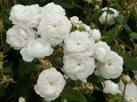 a0117305_22495939.jpg