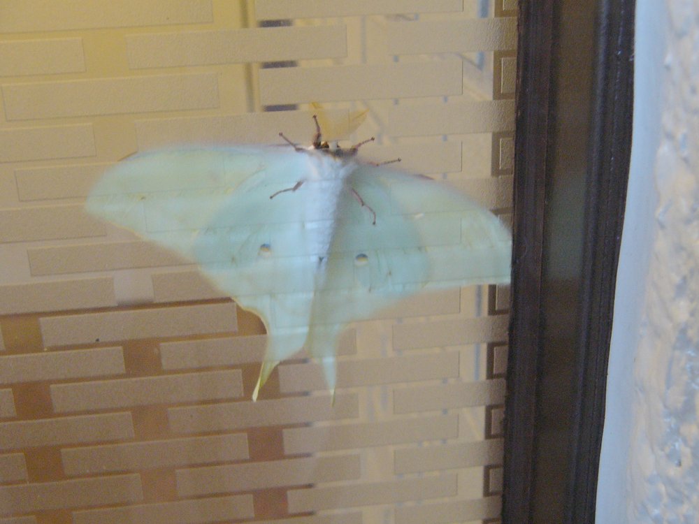 c0062511_21264131.jpg