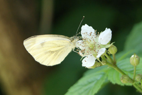 c0184125_21293033.jpg