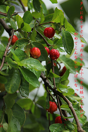 d0042827_14133556.jpg