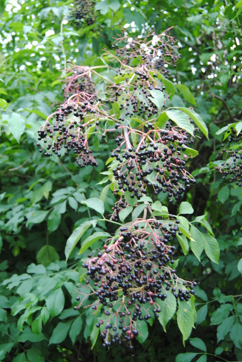 e0203331_2322692.jpg