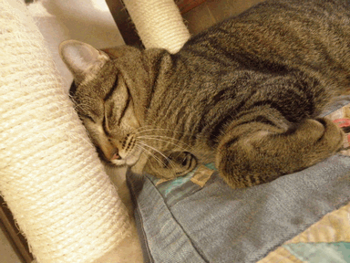 c0136736_9102543.gif