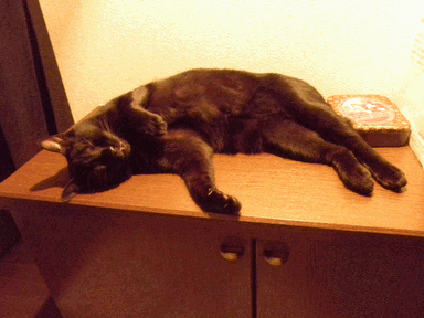 c0136736_98378.gif