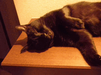 c0136736_99591.gif