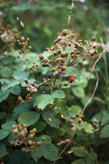 d0008146_2515072.jpg