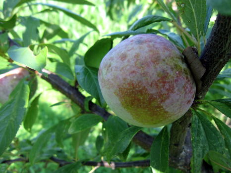 c0147952_21353624.jpg