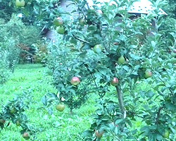 d0050155_01271.jpg