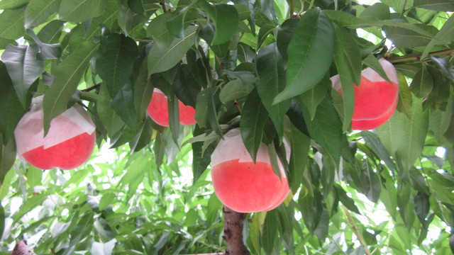 e0214662_951141.jpg