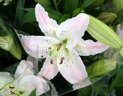 e0097770_11453477.jpg