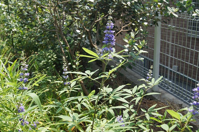 e0181373_20382812.jpg