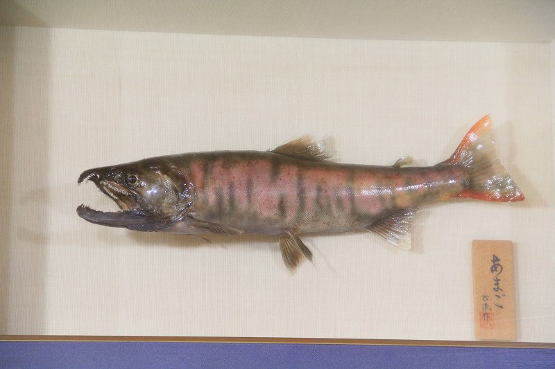 a0188405_86038.jpg