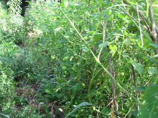 f0144707_15392144.jpg