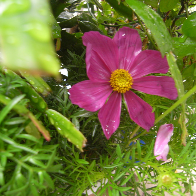 c0026612_935610.jpg