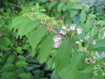 c0134734_10504179.jpg