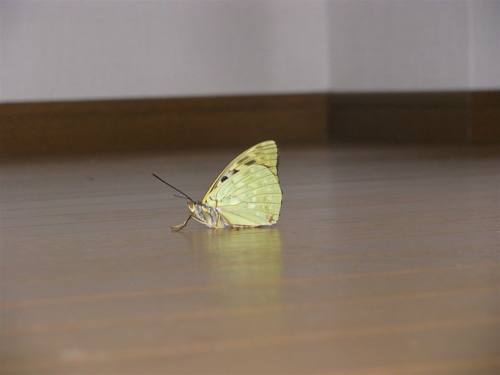f0151044_627085.jpg