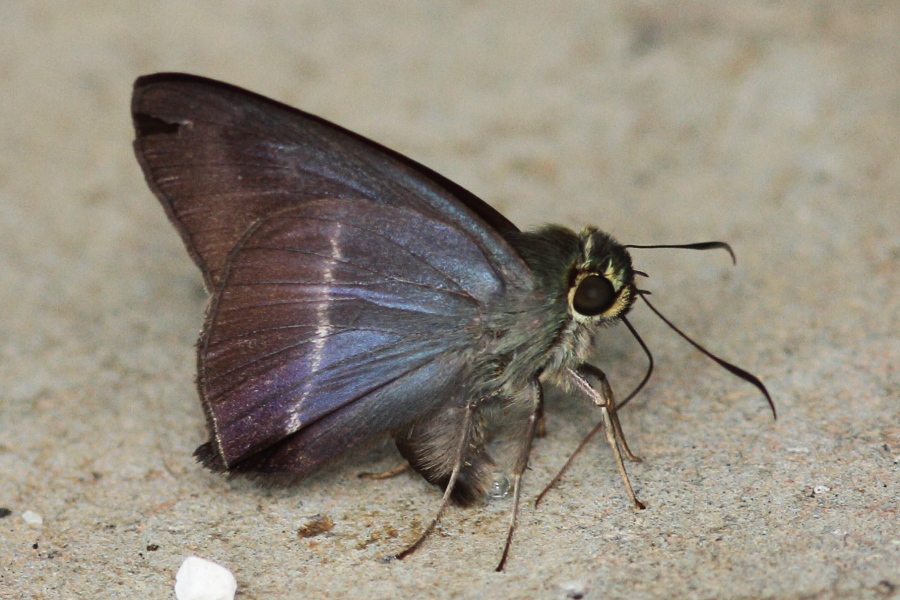 a0094850_926655.jpg