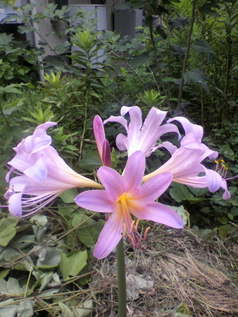c0031856_20225991.jpg