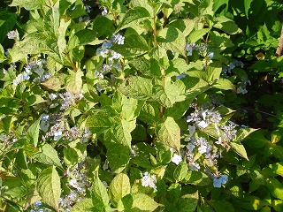 e0004756_21485013.jpg