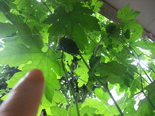 b0136381_14254958.jpg
