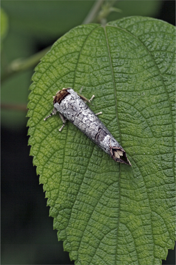 d0209988_18554848.jpg