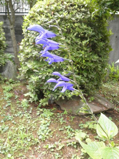 f0130894_2158321.jpg