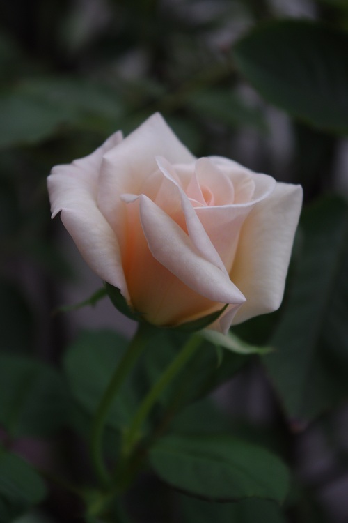 c0147909_64415.jpg