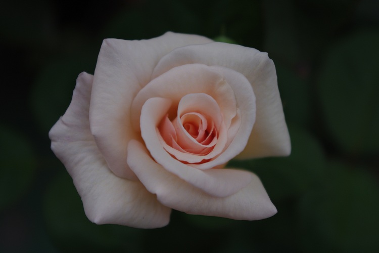 c0147909_6442976.jpg