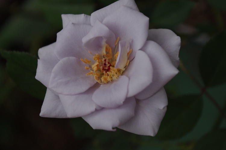 c0147909_6445466.jpg