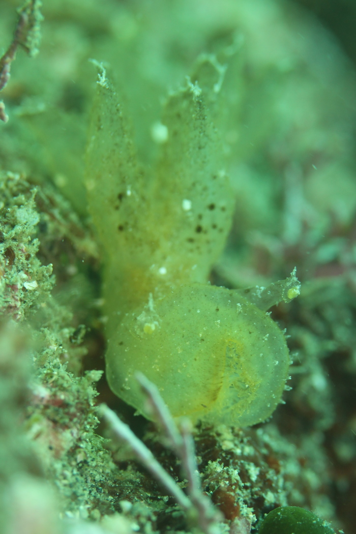 c0034029_5264537.jpg