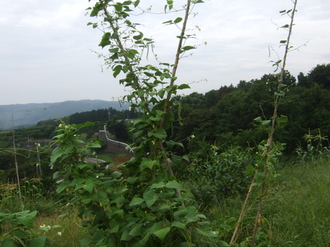 b0137932_8211215.jpg