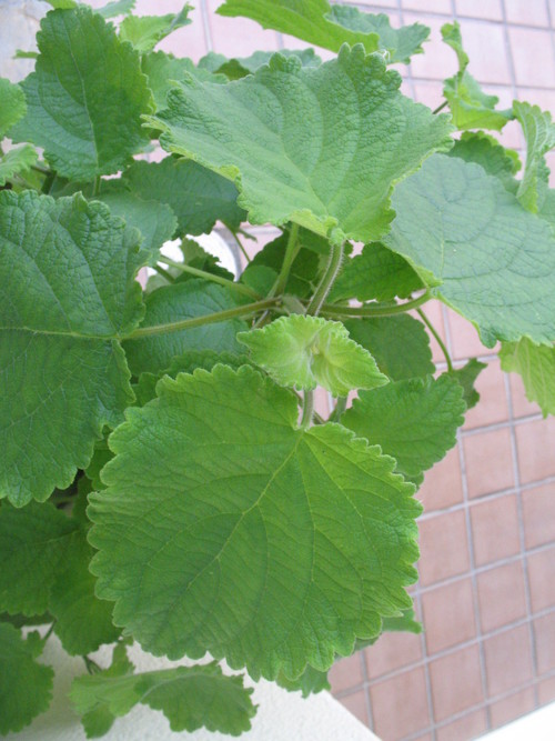a0167338_14164889.jpg