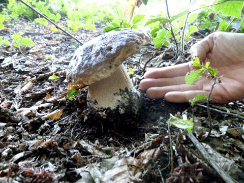 b0069848_114214.jpg