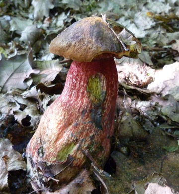 b0069848_11658100.jpg