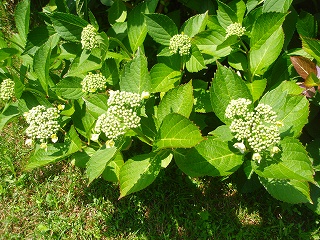 e0004756_945228.jpg