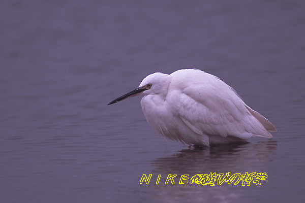 e0000968_2240455.jpg