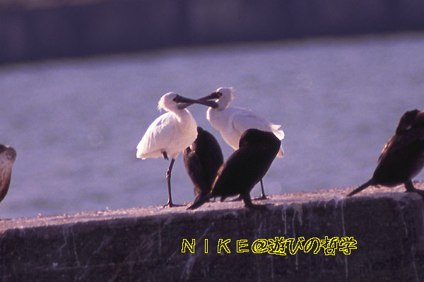 e0000968_22481259.jpg