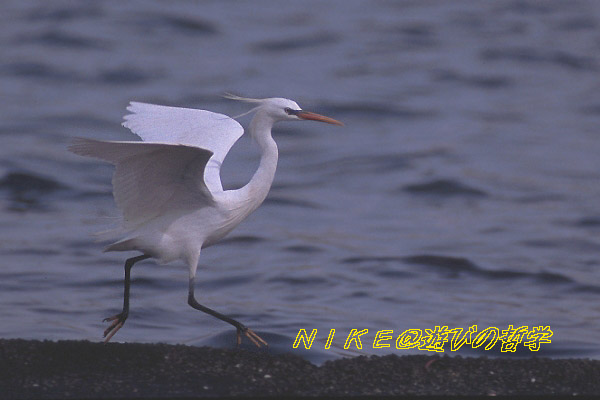 e0000968_22533071.jpg