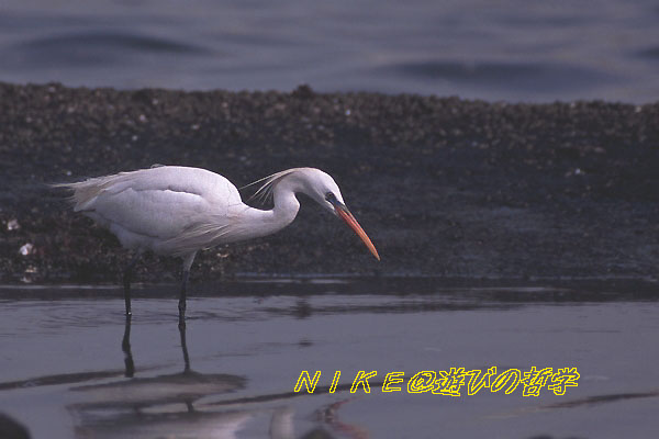 e0000968_22533178.jpg
