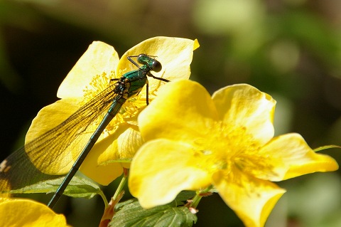 e0045768_22131497.jpg