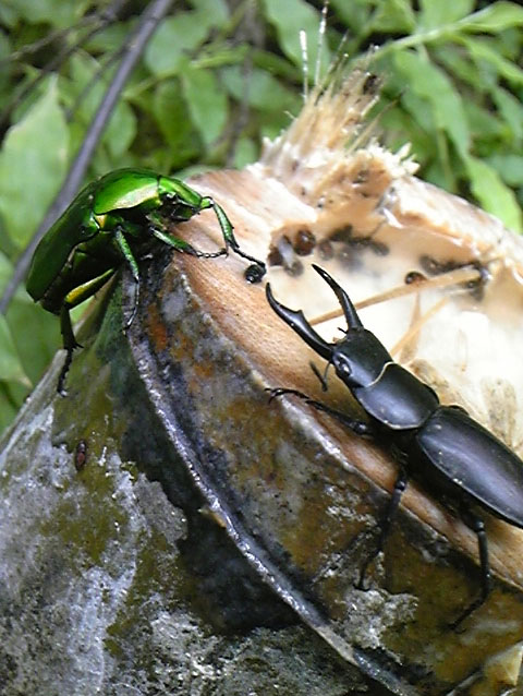 e0118274_229686.jpg