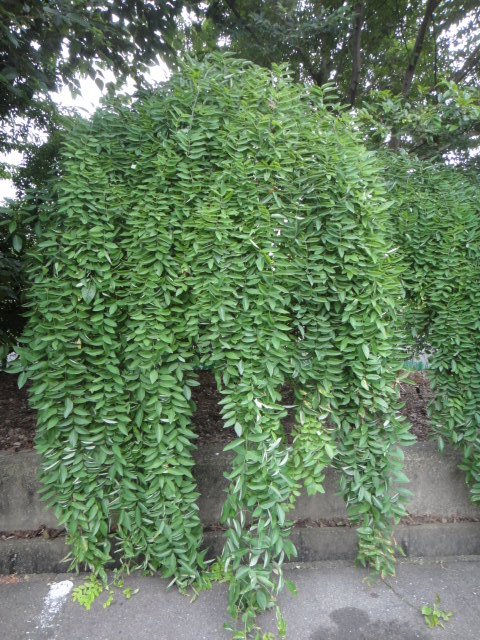 f0137275_3204456.jpg