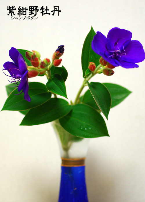 c0009981_6241689.jpg